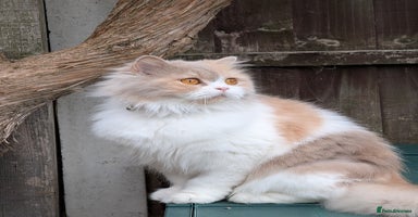 British Longhair cats - Advert 3