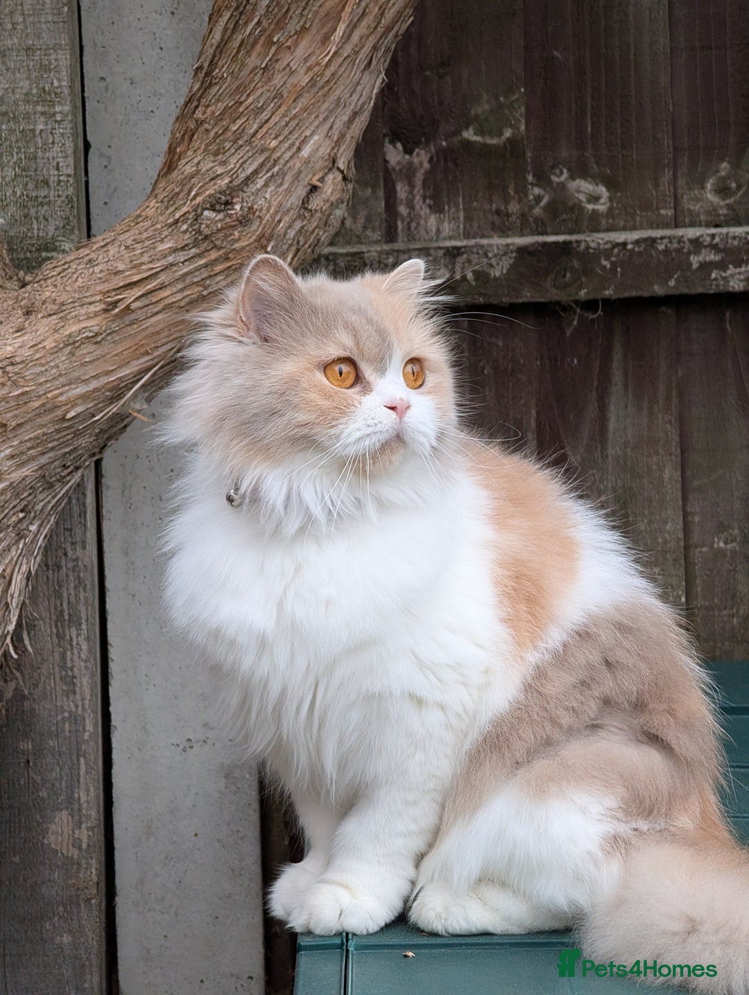 British Longhair cats for sale: Beautiful GrCh female - Image 2
