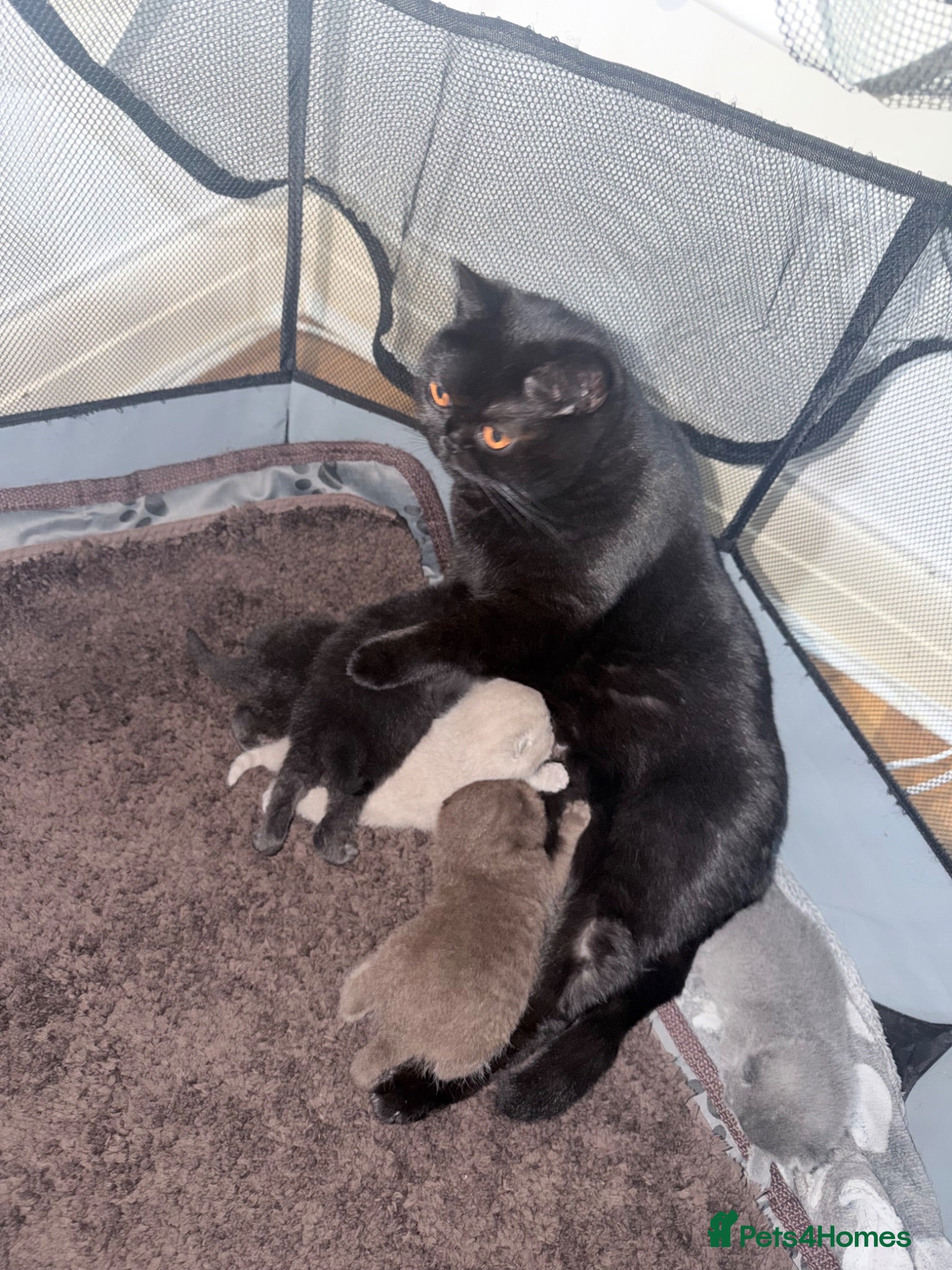 British Shorthair cats Beautiful 5 British shorthair kittens - Advert 1