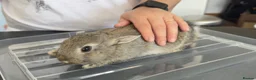 Mixed Breed rabbits for sale: Stunning, Hand-Reared Bunnies Seeking Forever home - Advert 4