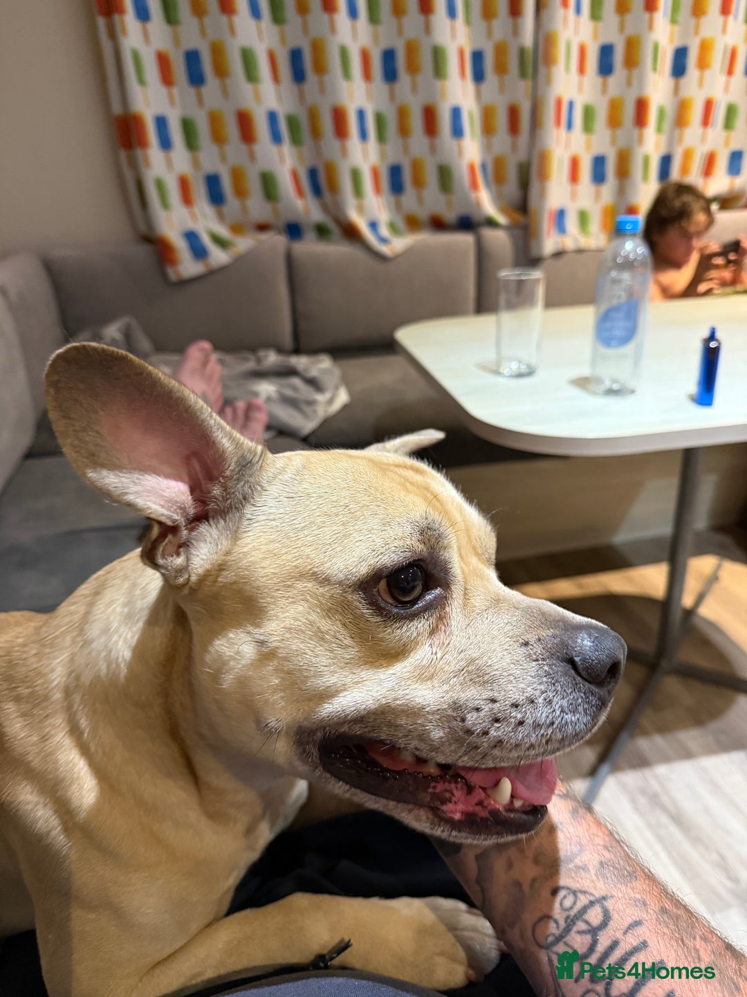 Mixed Breed dogs for sale: Staff x frenchie  - Advert 2