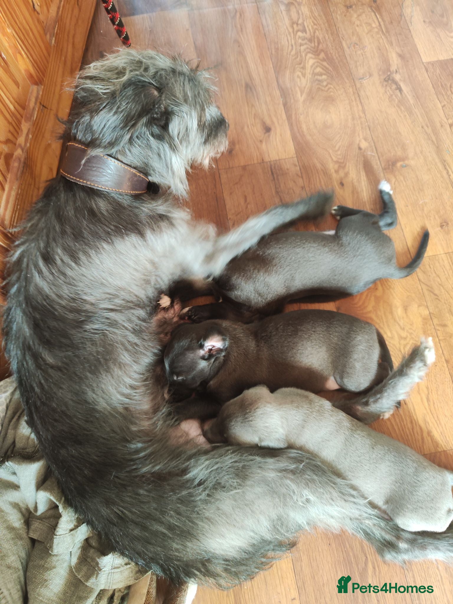 Mixed Breed dogs Bedlington whippet puppies. - Advert 2