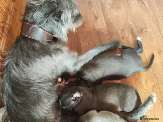 Mixed Breed dogs Bedlington whippet puppies. - Advert 1