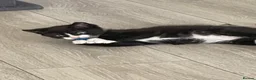 Mixed Breed cats for sale: 3 kittens ready and waiting for there new hime  - Advert 4