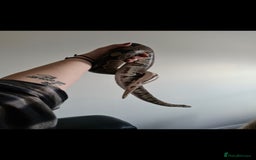 Snake reptiles for sale: Ball python and full vivarium - Image 5