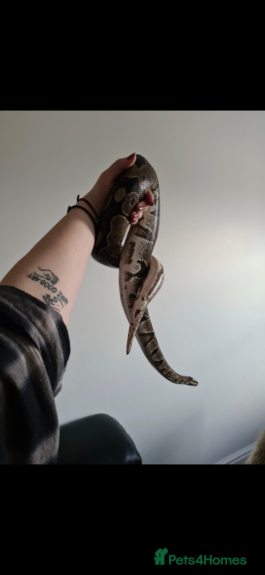 Snake reptiles for sale: Ball python and full vivarium - Image 5