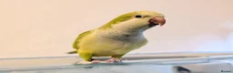 Parrots birds for sale: Female Quaker needs new home with full set up - Advert 7