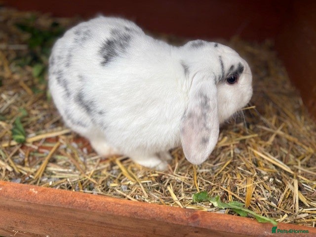 Mixed Breed rabbits Mini Lop X - Advert 1