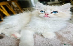 Ragdoll cats for stud: TICA RAGDOLL STUD CAT FOR SALE GRAND EUR CHAMP BL! - Image 19