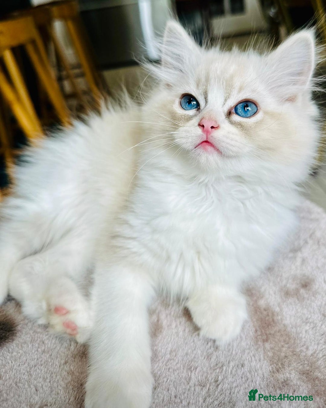 Ragdoll cats for stud: TICA RAGDOLL STUD CAT FOR SALE GRAND EUR CHAMP BL! - Image 19