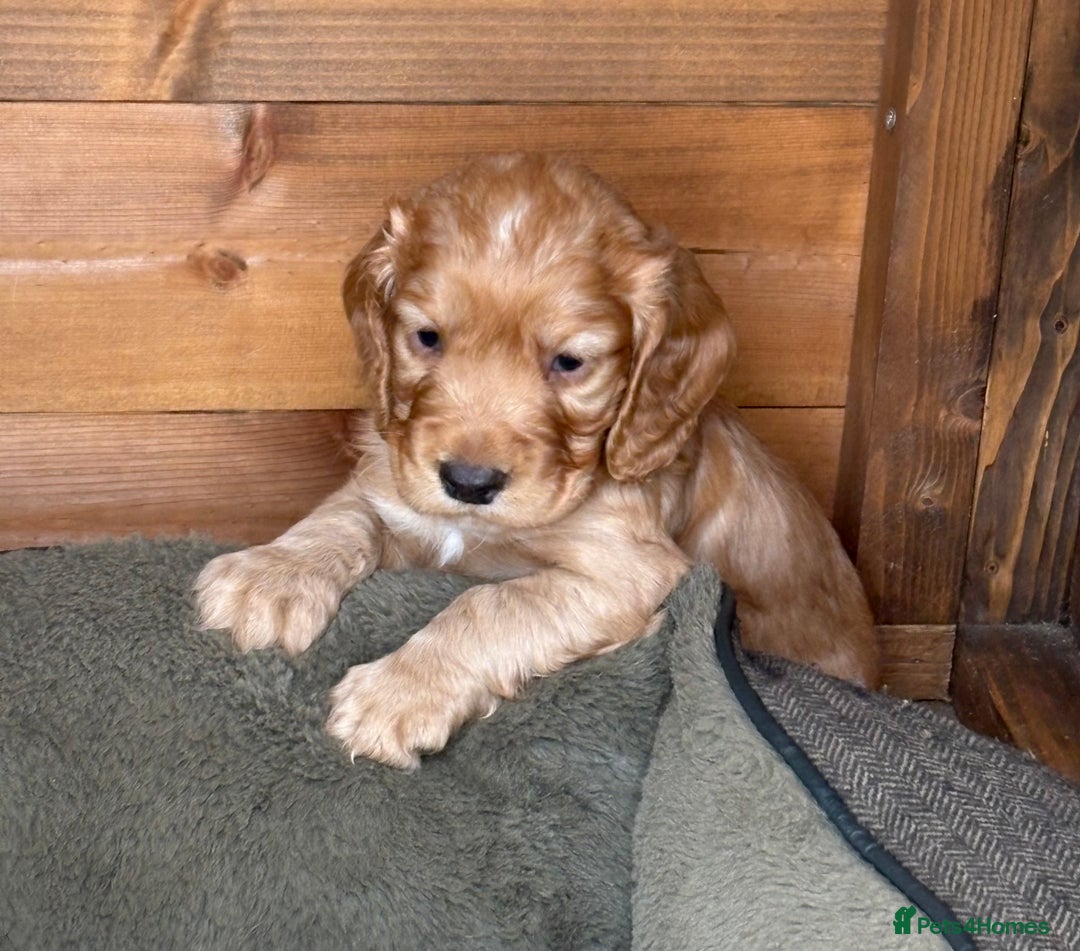 Cocker Spaniel dogs for sale: KC Reg Working Cocker Puppy – Ready 23rd Sept! - Image 6