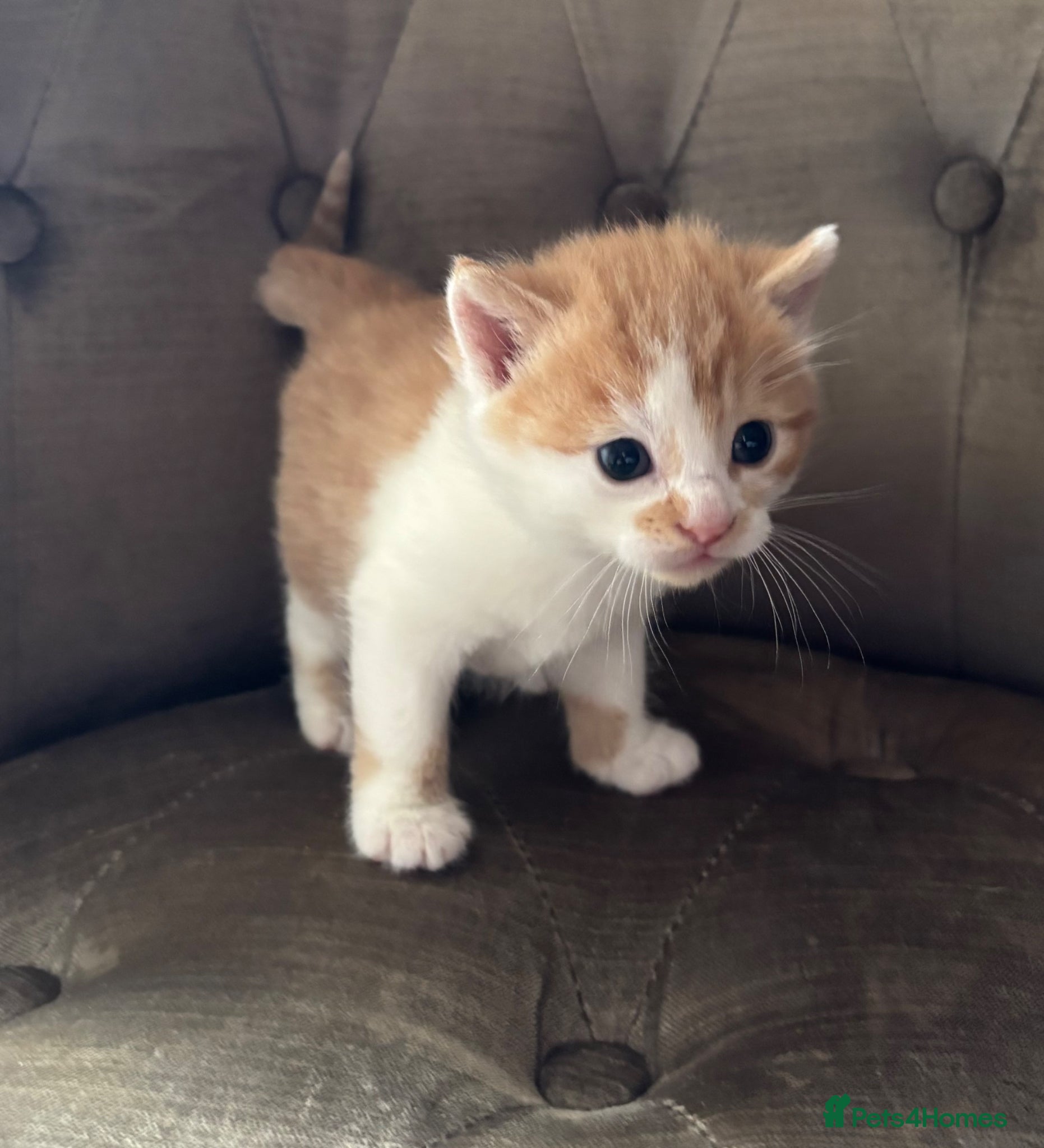 Mixed Breed cats Kittens 3 ginger MainecoonXbengal ready now 🐈🐈 - Advert 1