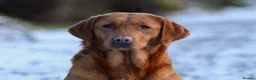 Labrador Retriever dogs for sale: Health Tested Labrador Puppies For Sale  - Advert 12