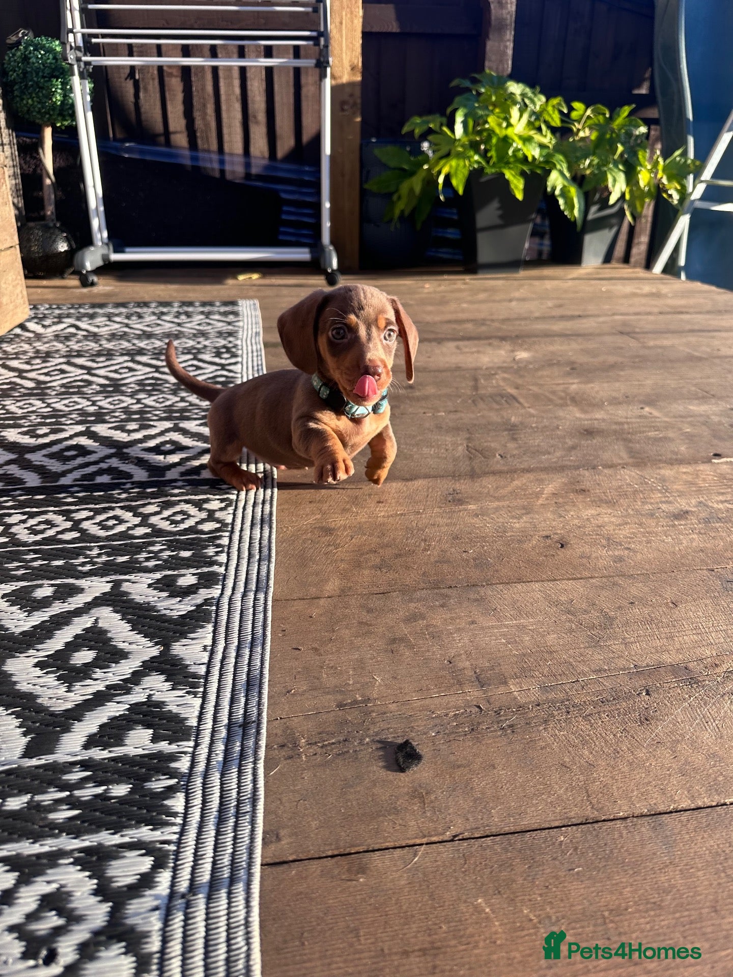 Miniature Dachshund dogs Ready now! Miniature Daxi PRA Clear  - Advert 17