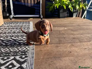 Miniature Dachshund dogs Ready now! Miniature Daxi PRA Clear - Advert 17