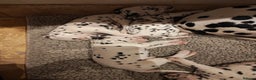 Dalmatian dogs for sale: Ready now - Champion Boys in the making!! - Advert 5