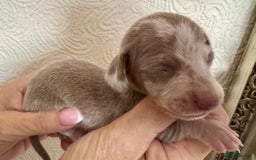 Miniature Dachshund dogs for sale: Miniature dachshunds  - Image 21
