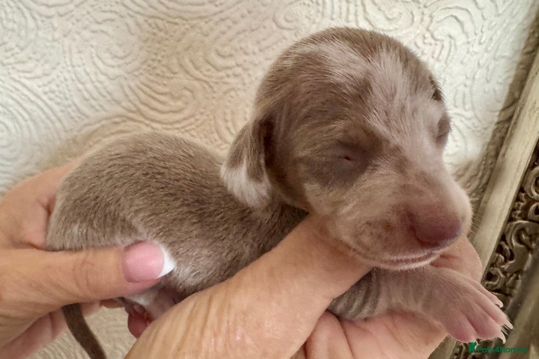 Miniature Dachshund dogs for sale: Miniature dachshunds  - Image 21