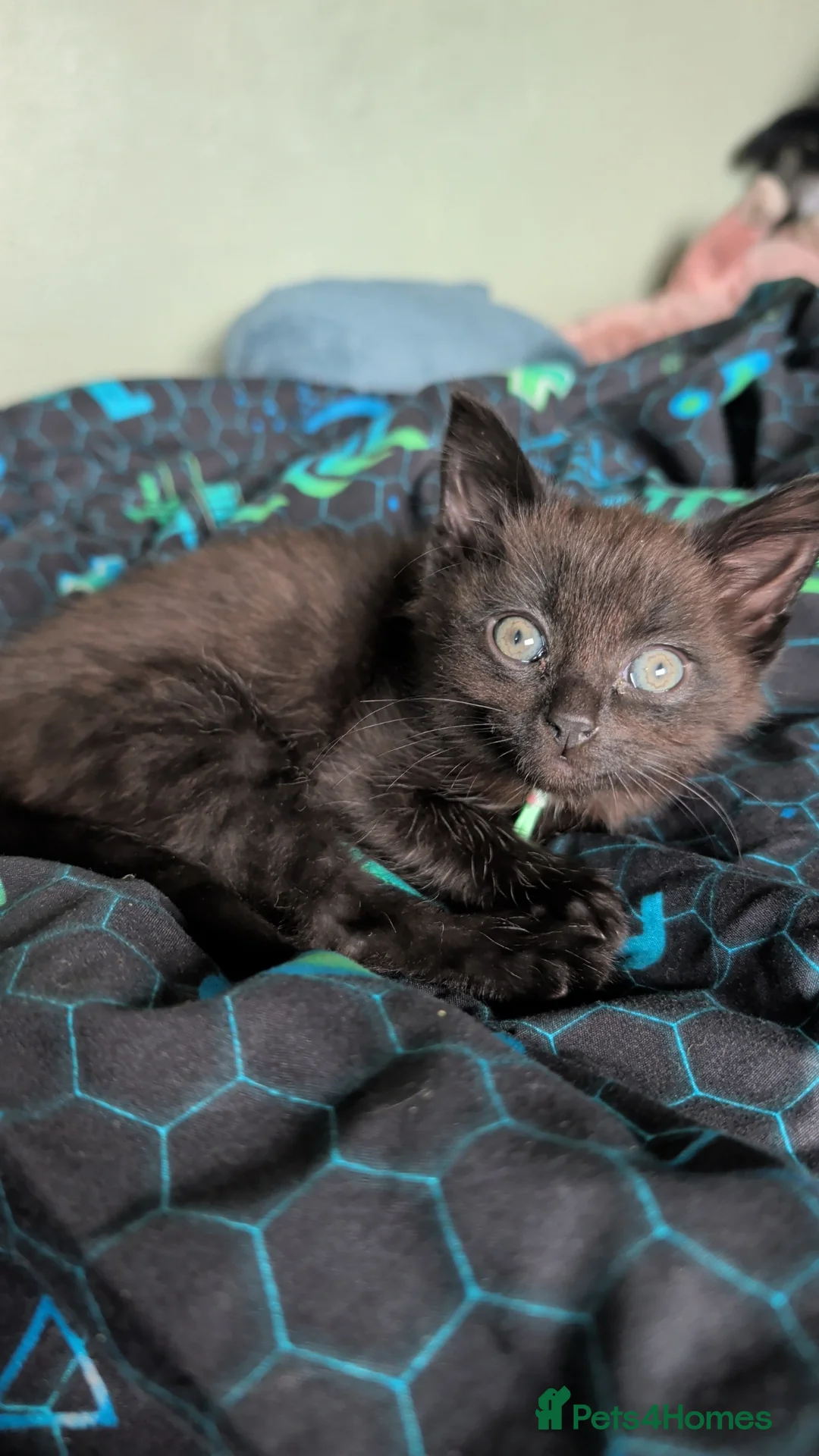 Mixed Breed cats for sale: Beautiful Black/Brown boy - Advert 2