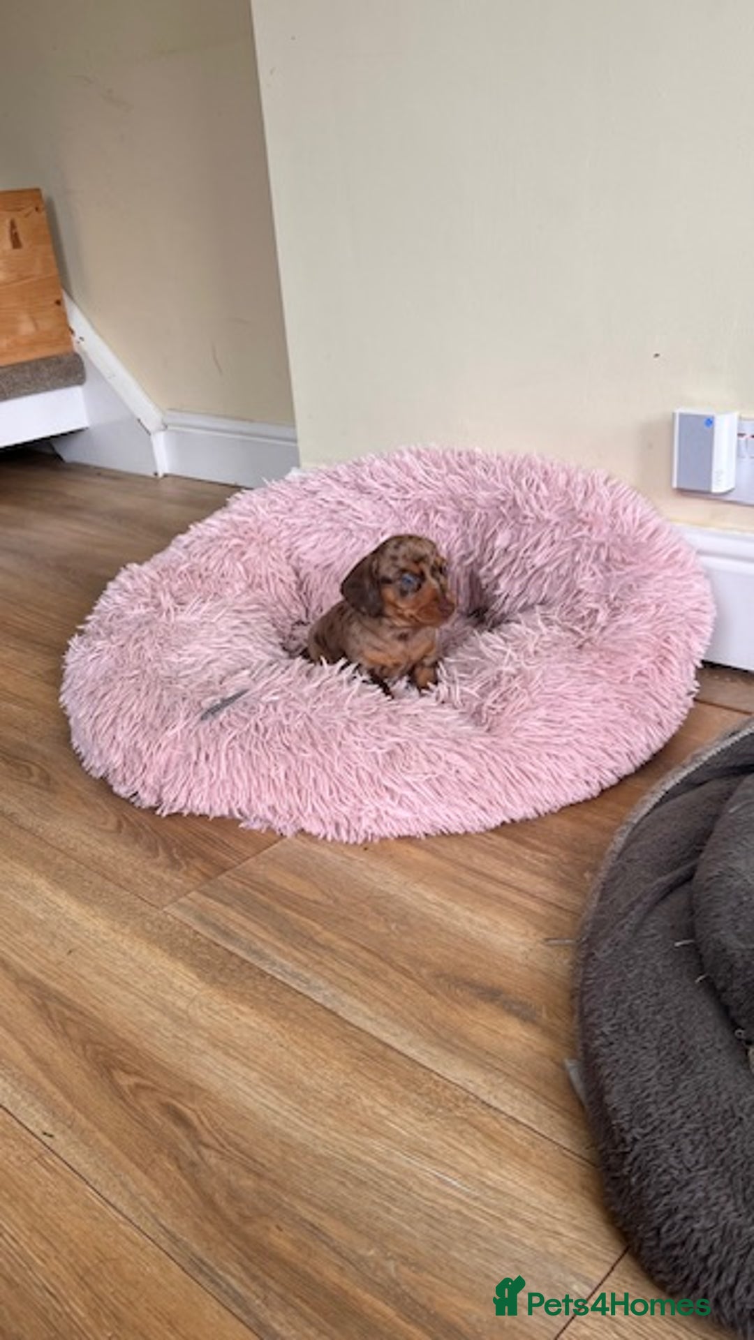 Miniature Dachshund dogs for stud: 🐾 KC Miniature Dachshund – Otto Von Krumm 🐾 - Image 10