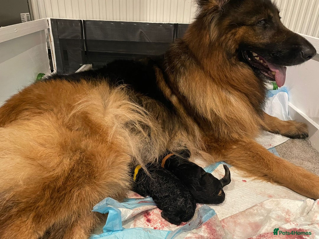 German Shepherd dogs for sale: KC REGISTERED GERMAN SHEPHERD PUPS - Image 21