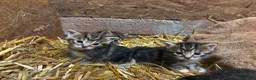 Mixed Breed cats for sale: OUTDOOR KITTENS - Advert 8