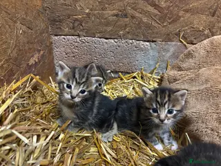 Mixed Breed cats OUTDOOR KITTENS - Advert 1