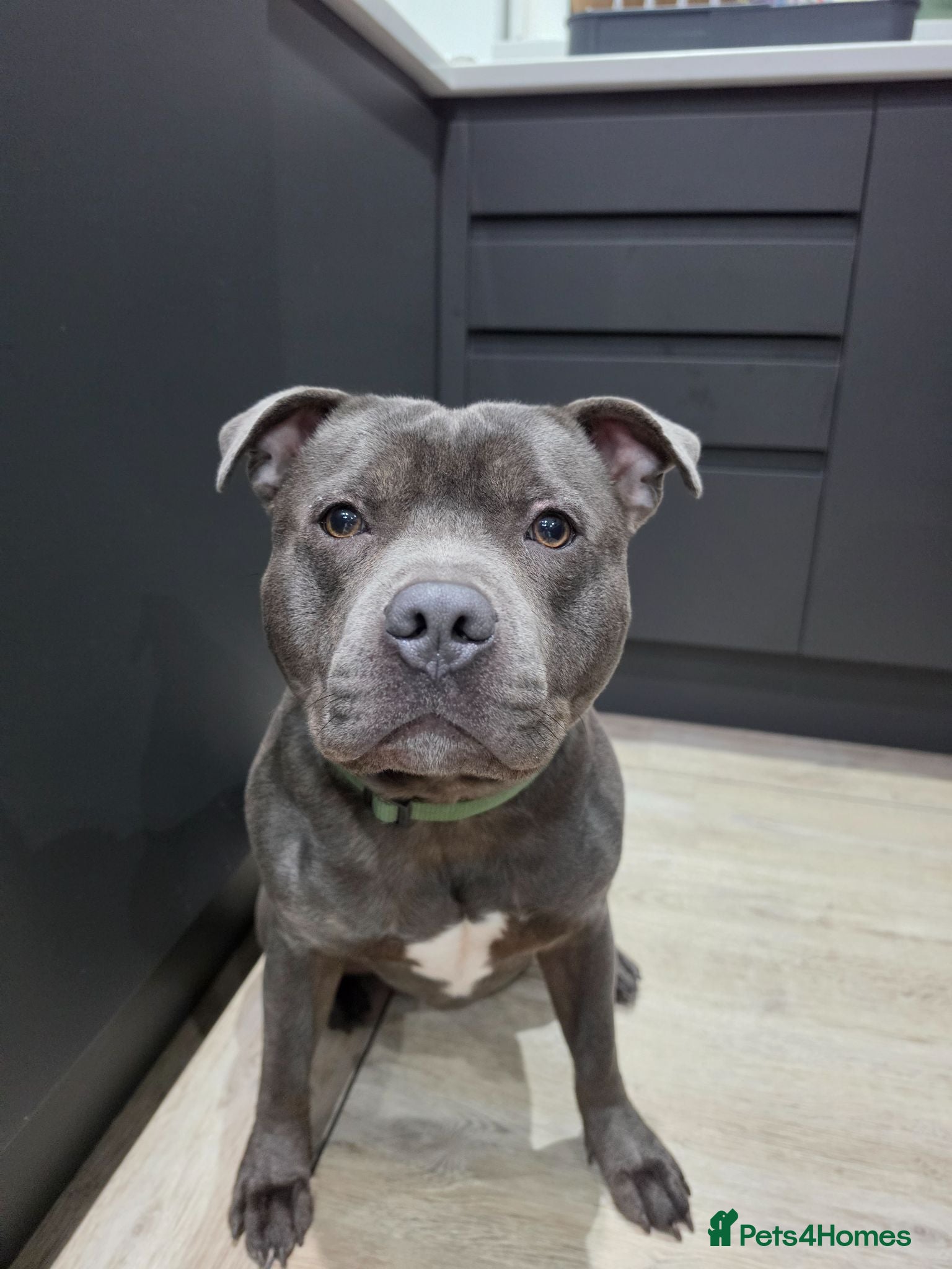 Staffordshire Bull Terrier dogs FOR STUD – Blue Staffordshire Bull Terrier. - Advert 1