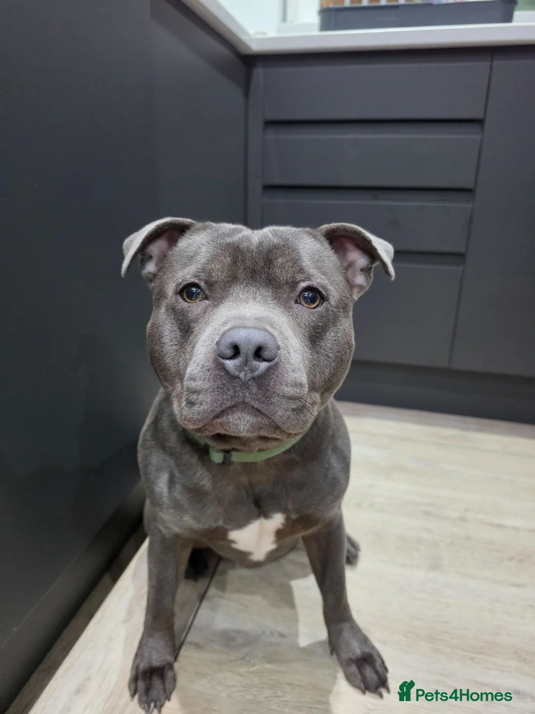 Staffordshire Bull Terrier dogs for stud: FOR STUD – Blue Staffordshire Bull Terrier. in Morecambe - Advert 1