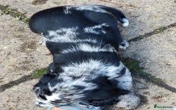 Sprocker dogs for sale: STRIKING SPROCKER SPANIEL PUPPIES  - Image 9
