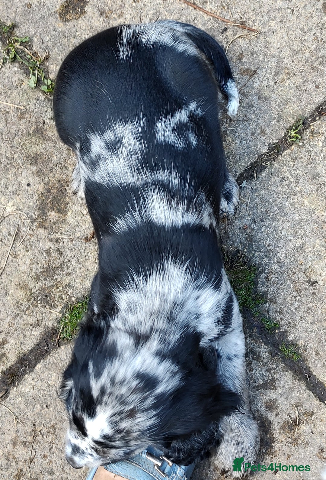Sprocker dogs for sale: STRIKING SPROCKER SPANIEL PUPPIES  - Image 9