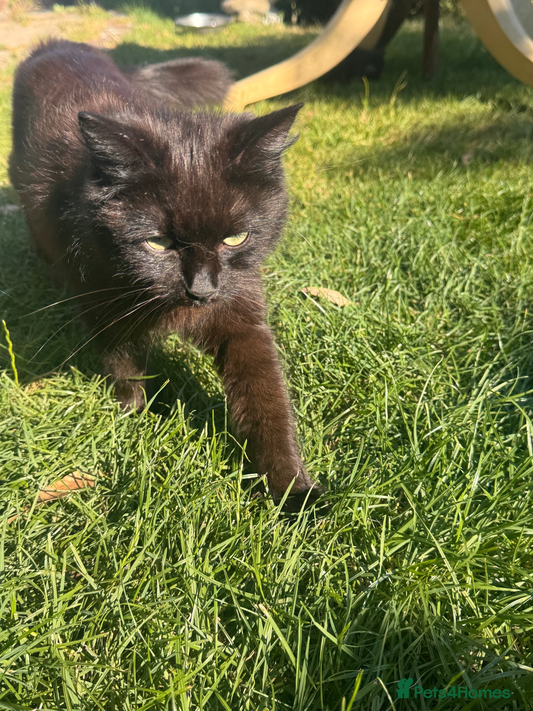 Ragdoll cats for sale: Adorable Female Ragdoll Tortoiseshell kitten - Advert 4