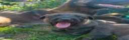 Belgian Shepherd Dog dogs for sale: KC registered Malinois puppies - Advert 8