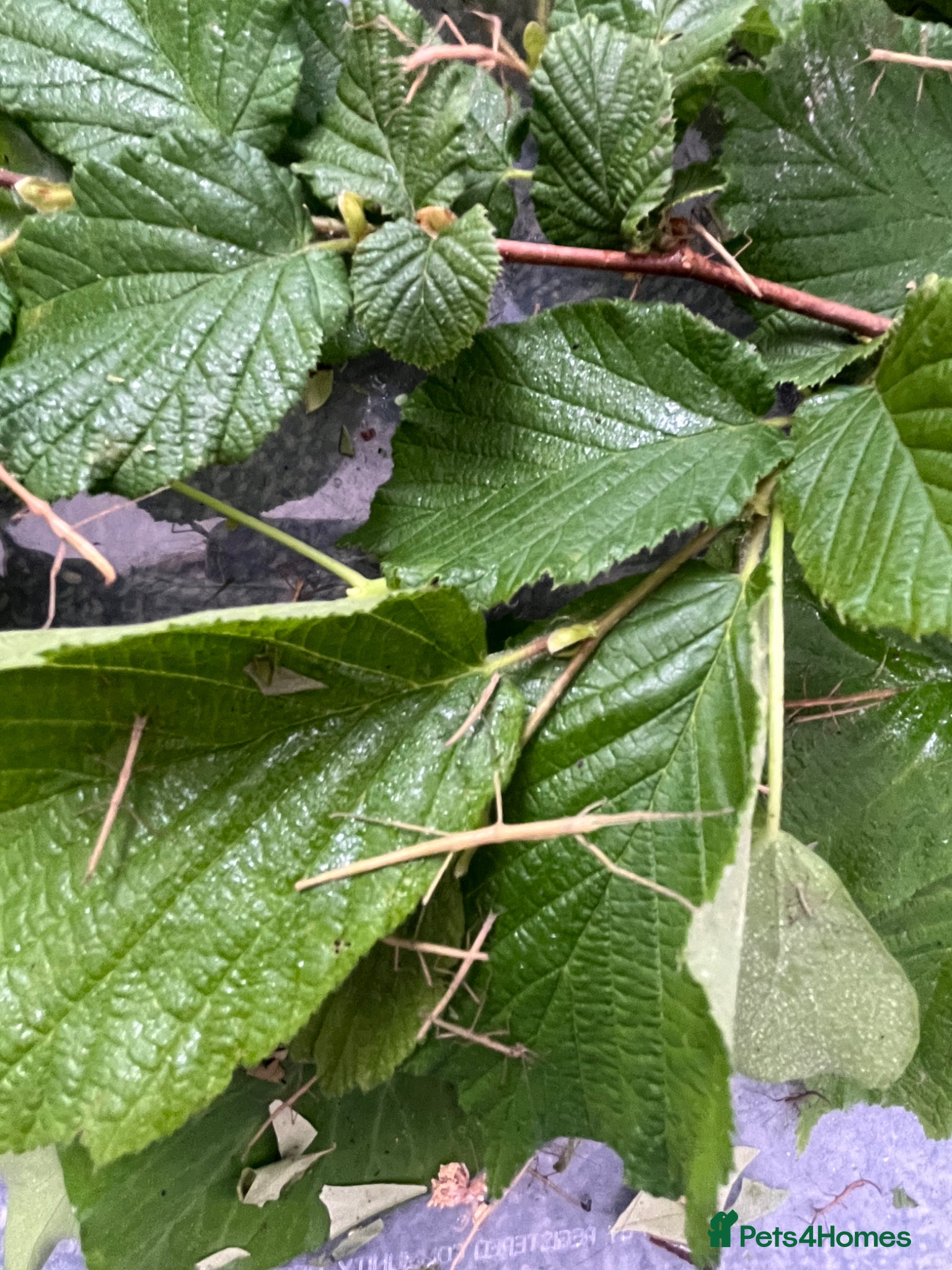 Stick Insects invertebrates Indian stick Insects  - Advert 1