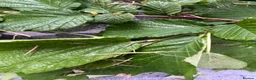 Stick Insects invertebrates for sale: Indian stick Insects  - Advert 1
