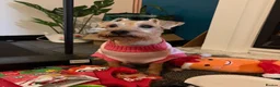 Mixed Breed dogs for sale: Looking for forever home - Advert 2