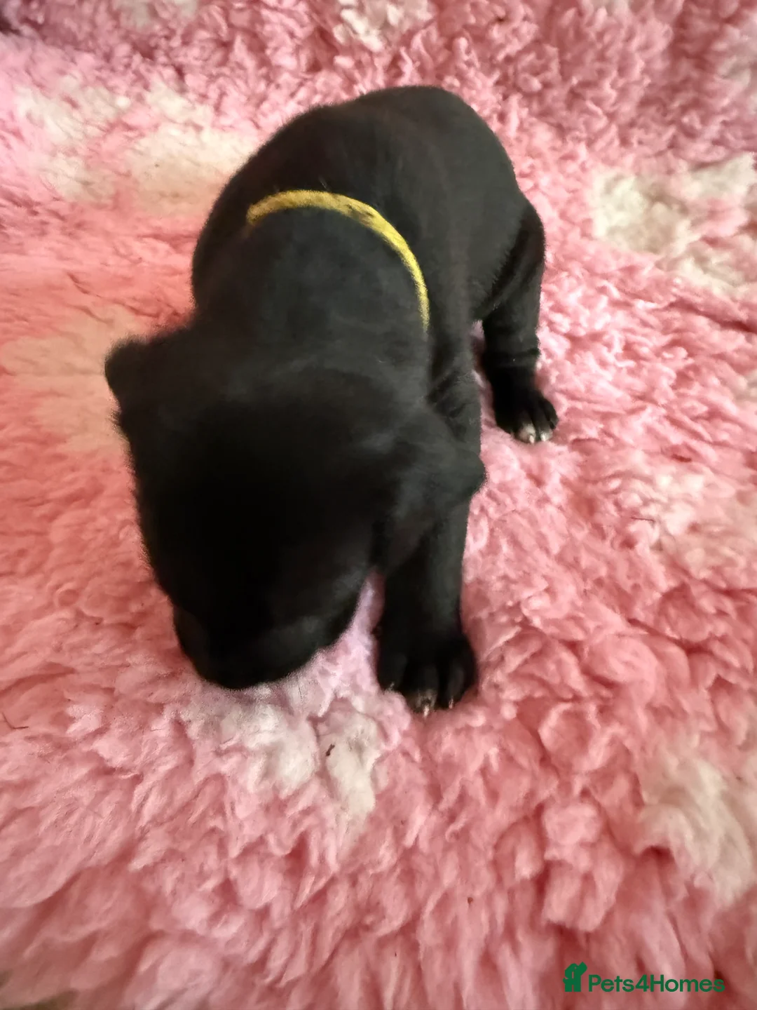 Great Dane dogs for sale: Stunning pure bred Great Dane puppies in St. Ives - Advert 17