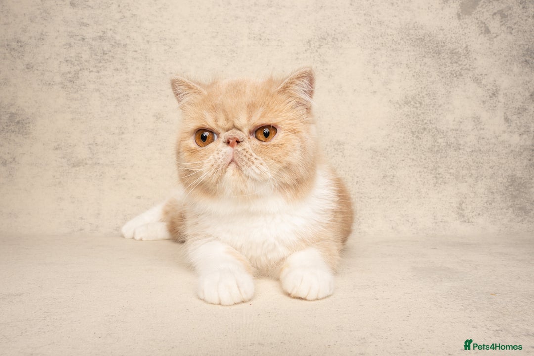 Exotic cats for sale: Active Exotic queen for homing 💓 - Image 6