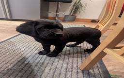 Labrador Retriever dogs for sale: Labrador puppies ready soon. North Yorkshire. - Advert 11