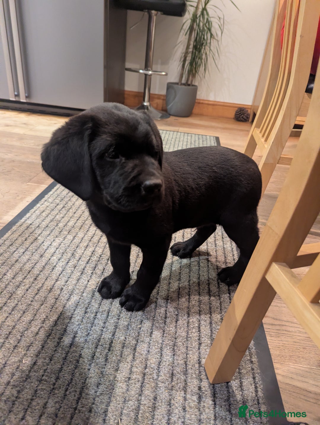 Labrador Retriever dogs for sale: Labrador puppies ready soon. North Yorkshire. - Advert 11
