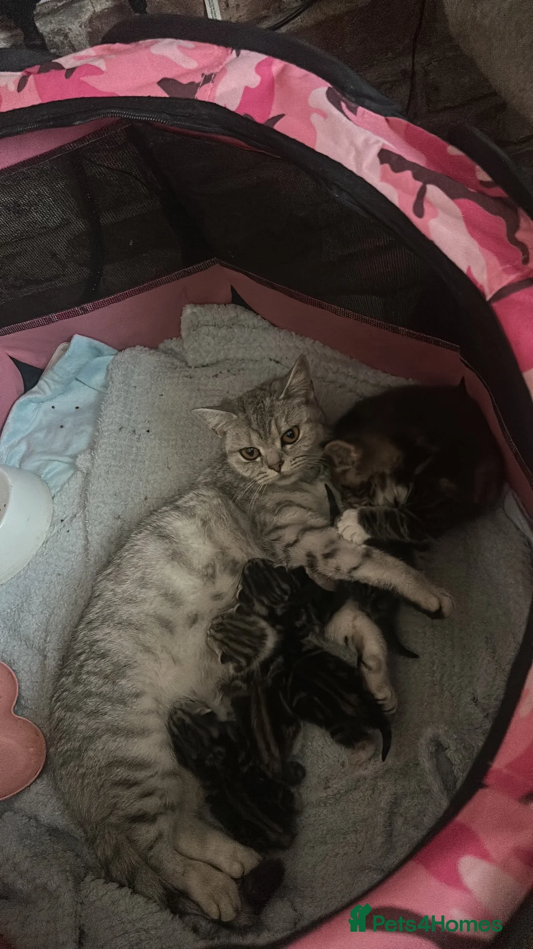 British Shorthair cats for sale: British shorthair x tabby - Advert 1