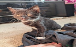 Mixed Breed cats for sale: All black and black/white kittens for sale - Image 2