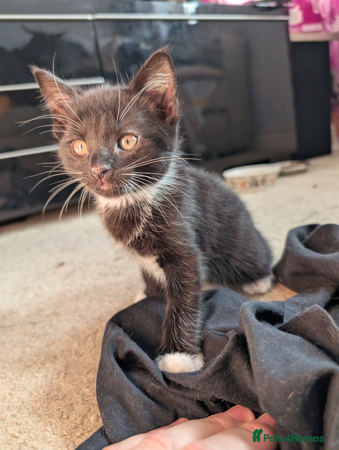 Mixed Breed cats for sale: All black and black/white kittens for sale - Image 2