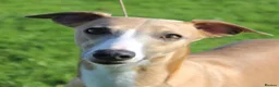 Whippet dogs for sale: Crufts winning parents - Advert 10