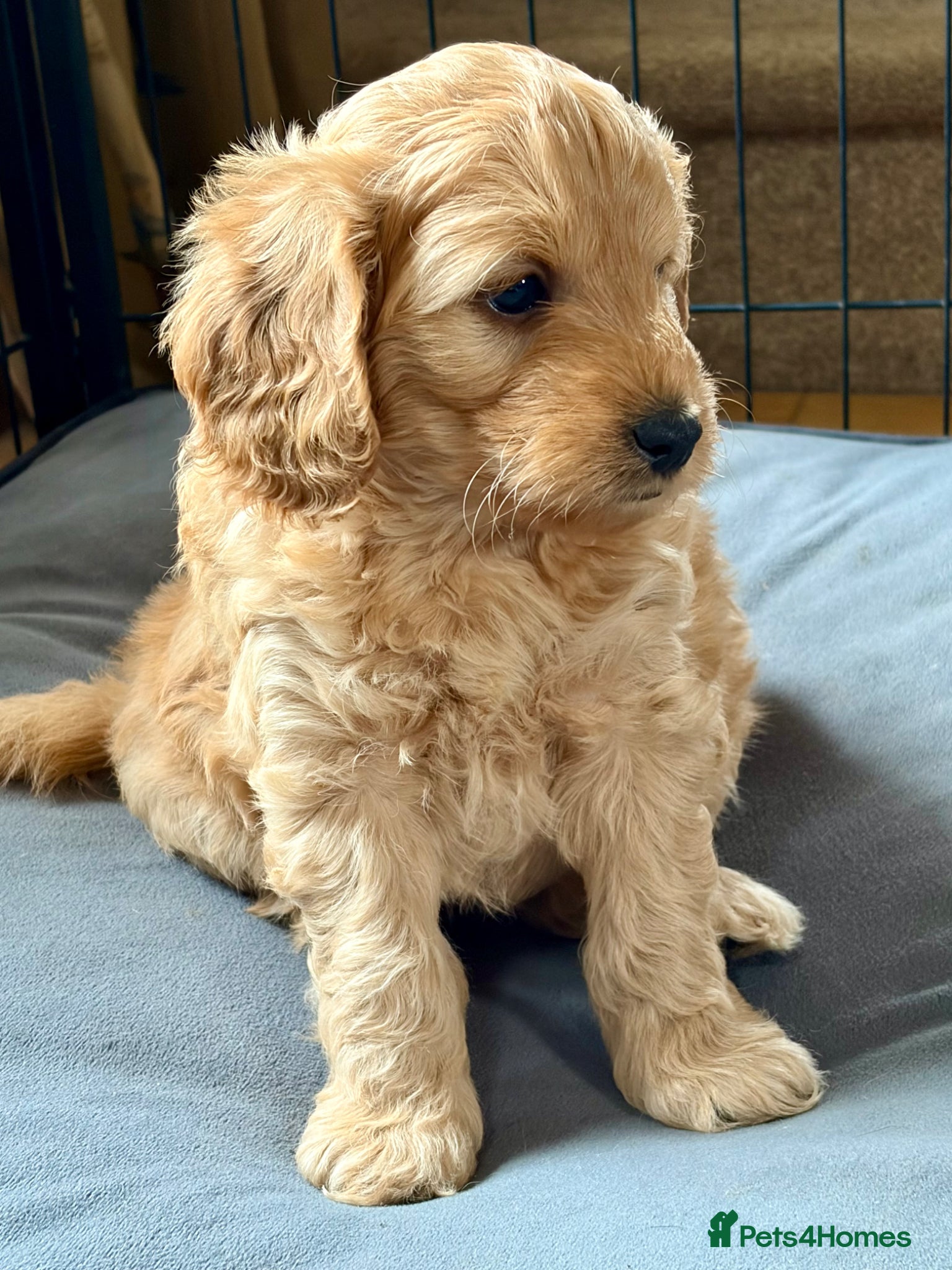 Cockapoo dogs Beautiful F1B cockapoo's - READY NOW - Advert 2