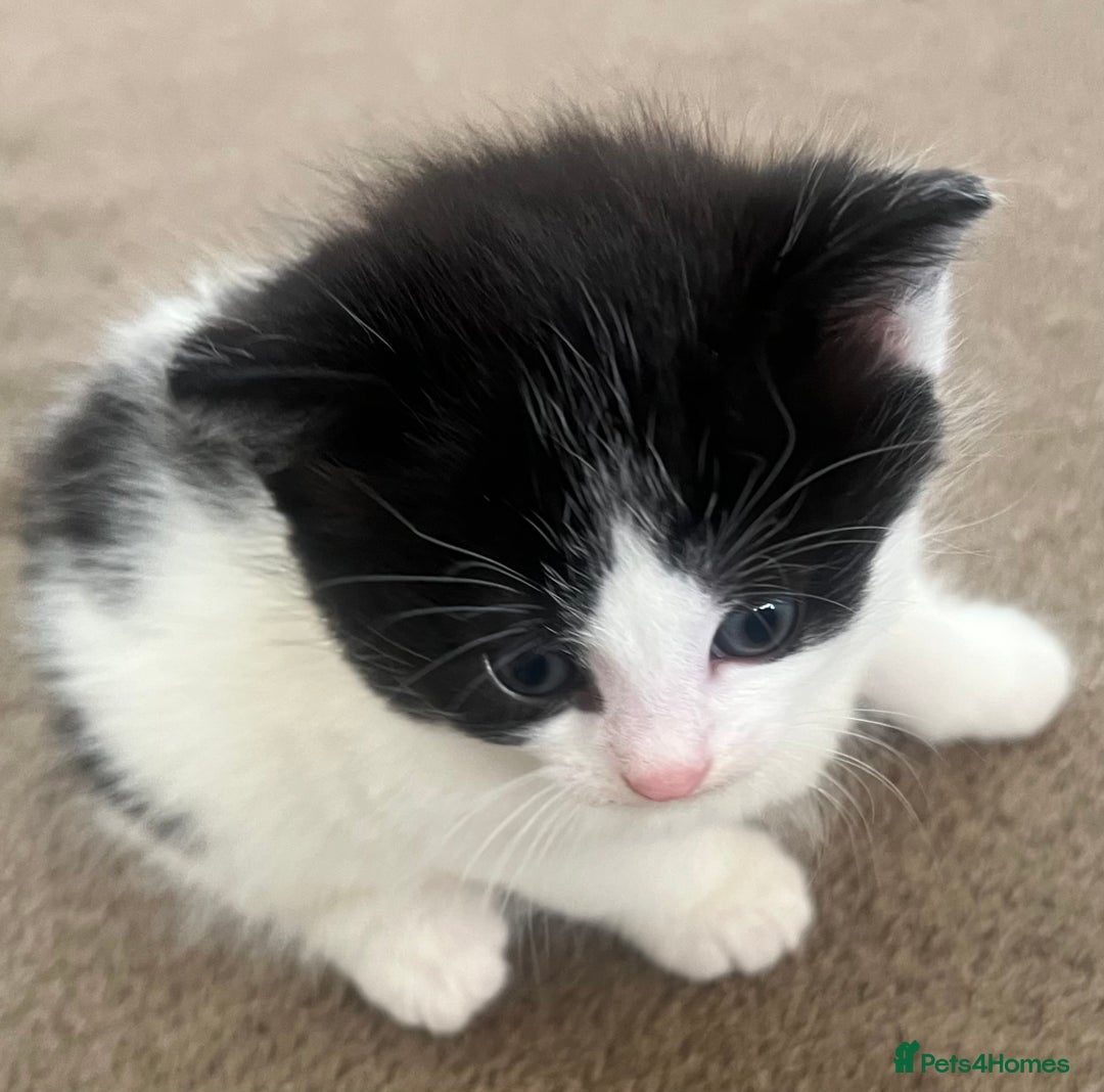 Mixed Breed cats for sale: A Surprise Litter. Dot’s first and last!  - Advert 13