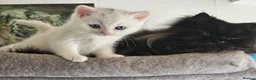 British Shorthair cats for sale: Bundles of fluff - Advert 12