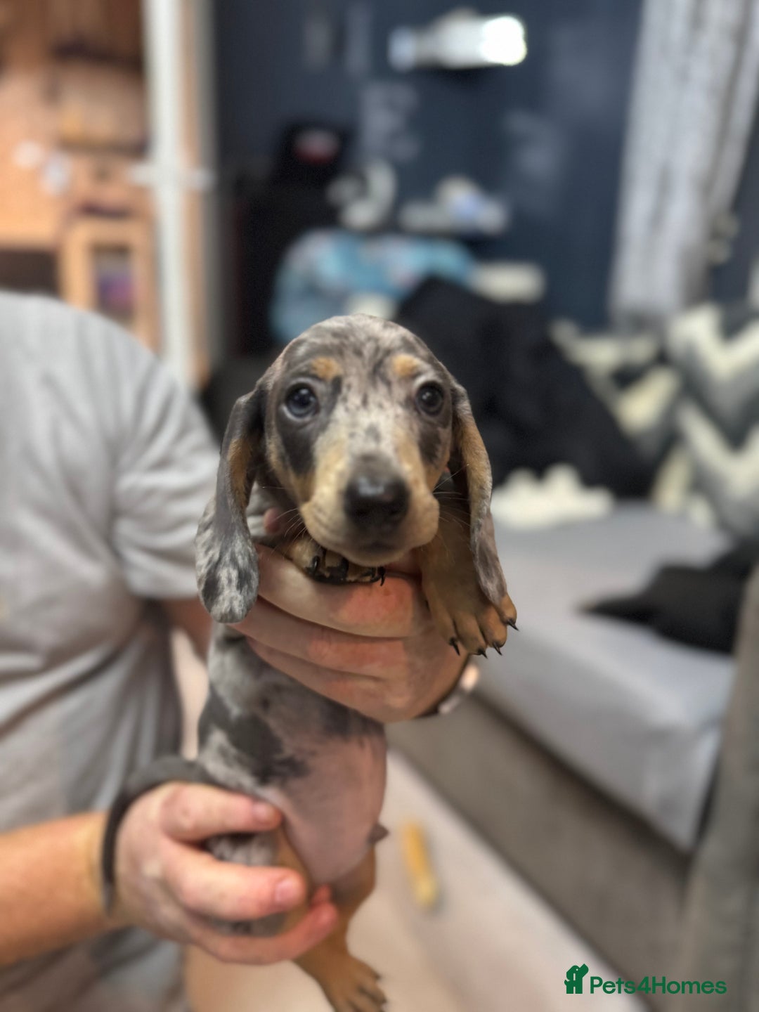 Miniature Dachshund dogs for sale: READY NOW  - Advert 12
