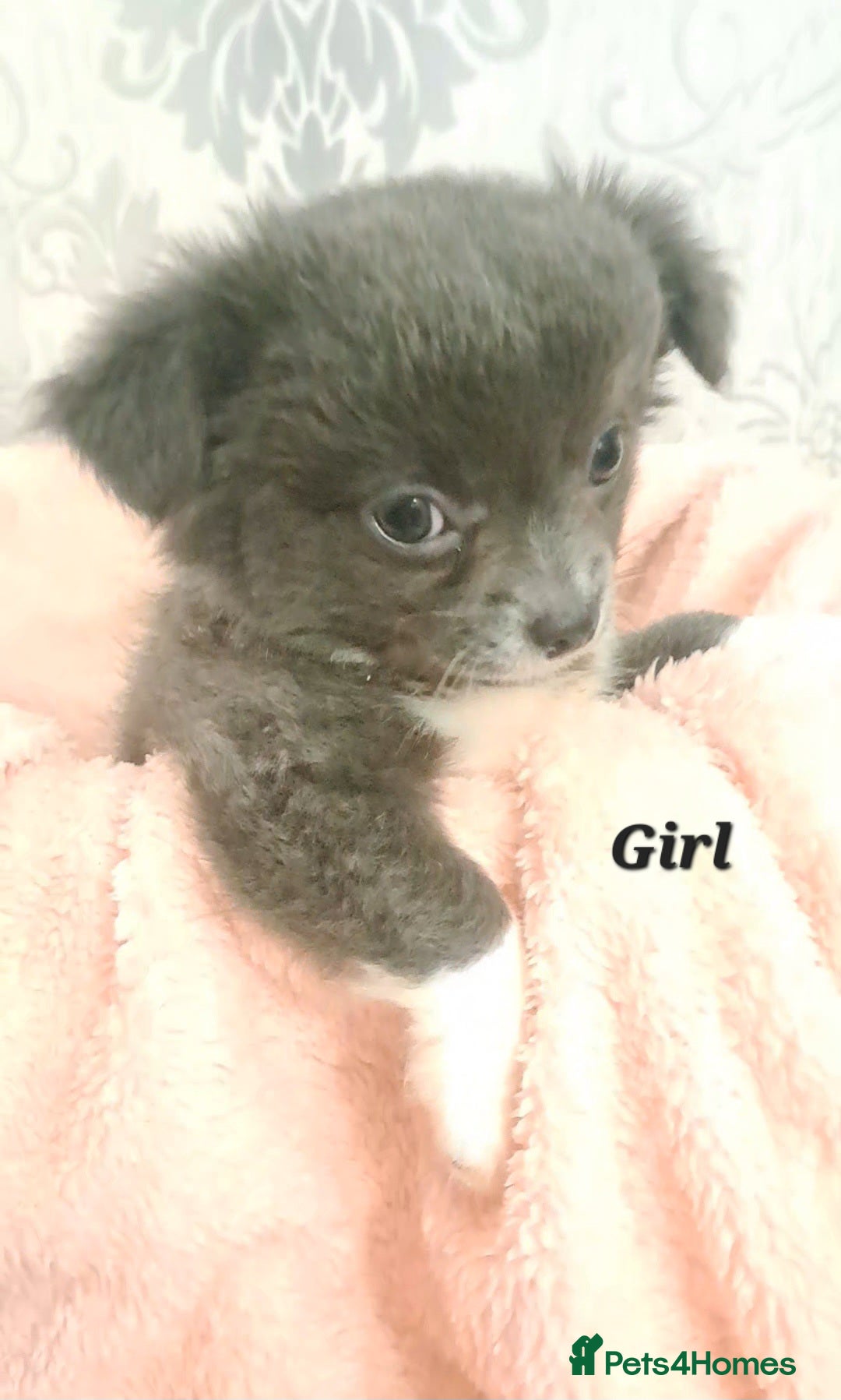 Chihuahua dogs *Ready to leave* 3 long coat chihuahua puppies - Advert 9