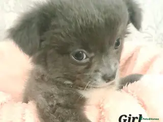 Chihuahua dogs *Ready to leave* 3 long coat chihuahua puppies - Advert 9